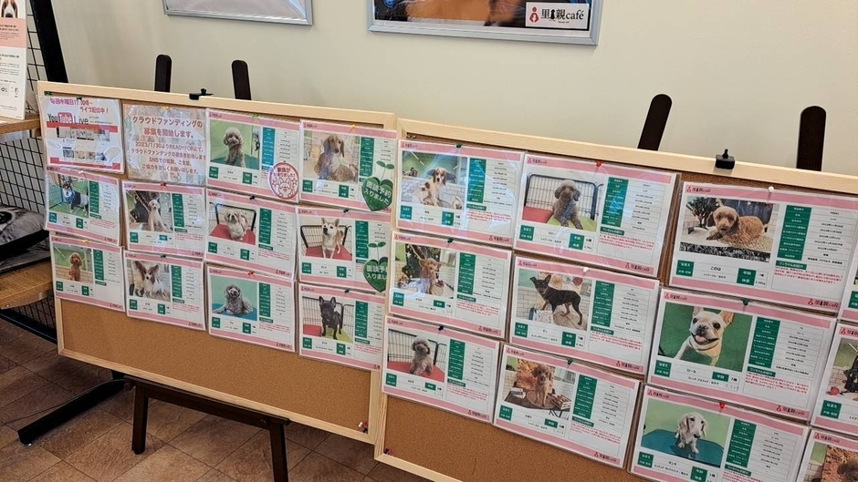里親募集中の保護犬掲示物