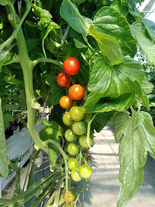 徹底管理で元気に育っています!