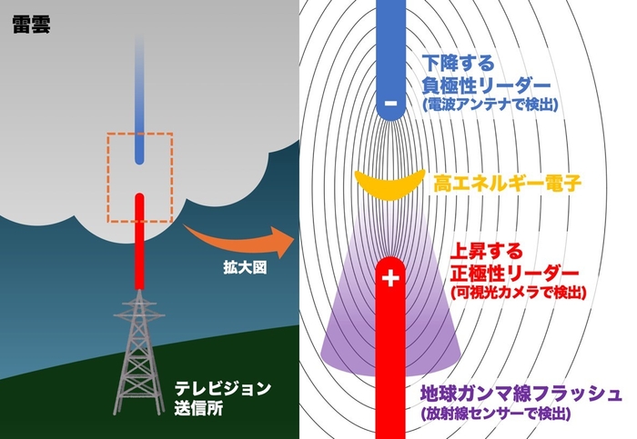 図2：地球ガンマ線フラッシュの発生メカニズムを示す模式図