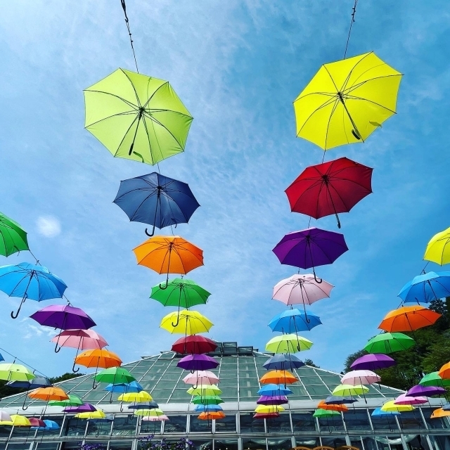 鹿沼の魅力の例(1)鹿沼市花木センターのアンブレラスカイ