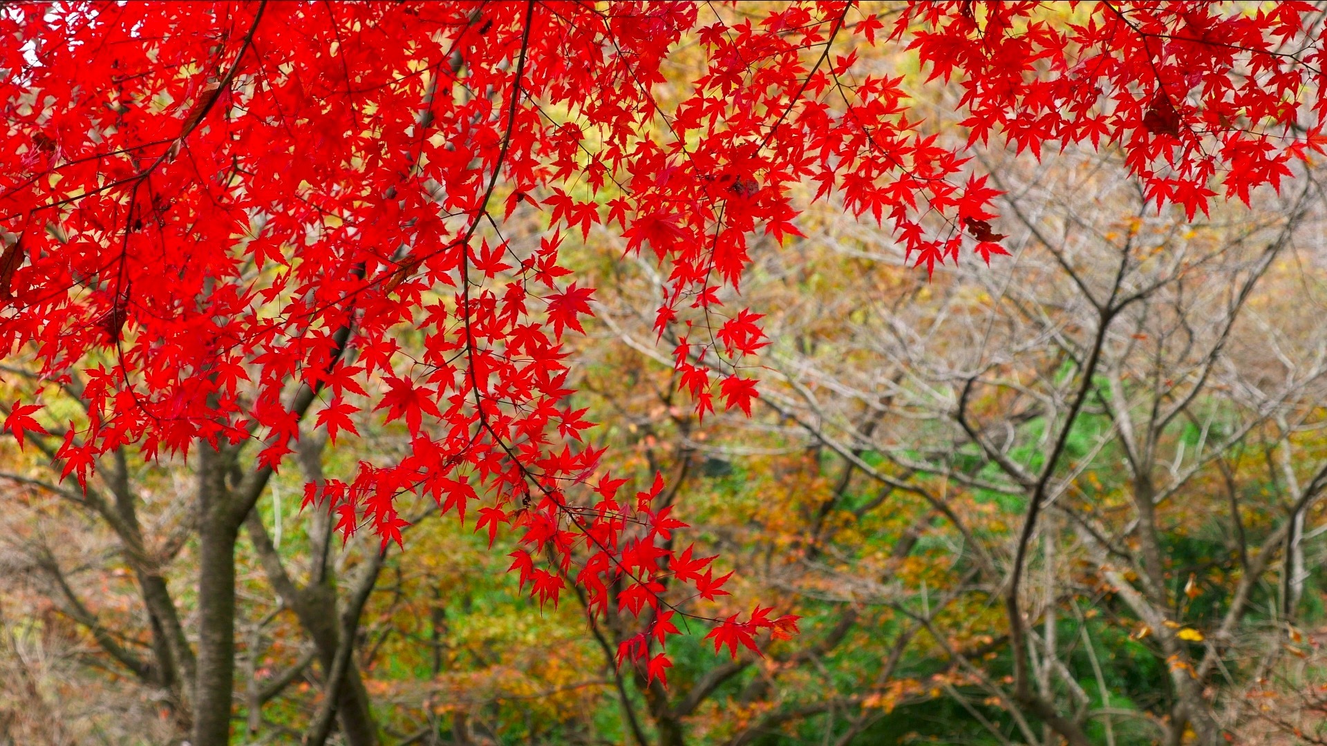 【RELAX WORLD】スポーツの秋、心地よいサウンドでヨガや瞑想を楽しむ♪