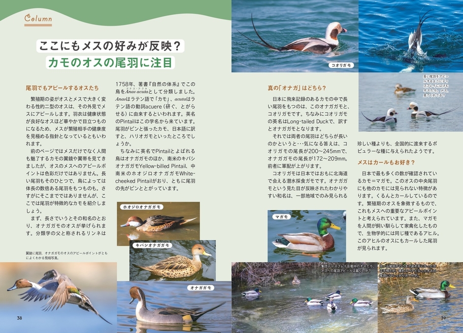 カモのオスの尾羽に注目