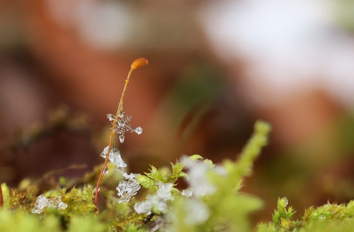苔の胞子体と雪の結晶