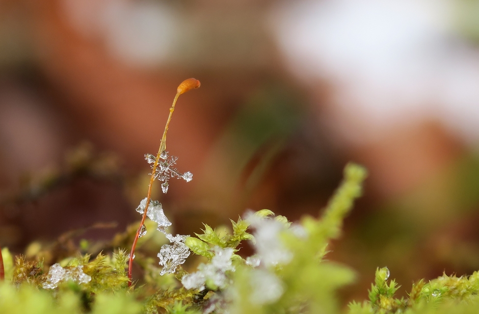 苔の胞子体と雪の結晶