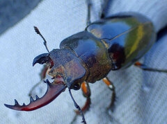 Shiho採集個体 ミヤマクワガタ雌雄同体個体