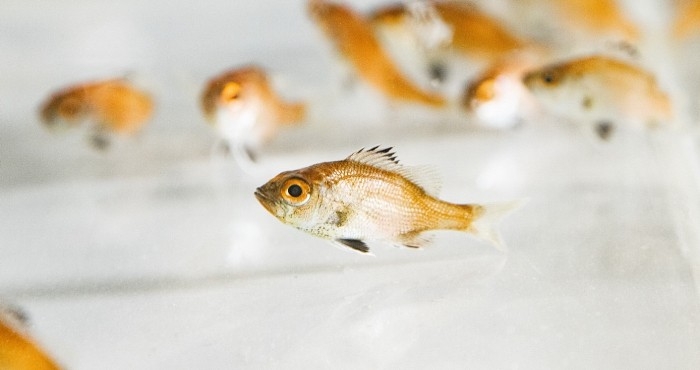 世界初の完全養殖によるノドグロの稚魚（106日齢）