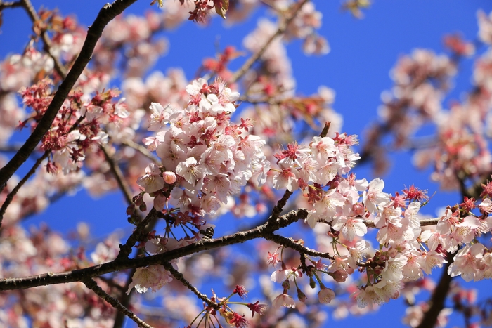 四季折々の花が咲くガーデン　冬　カンザクラ1-2月