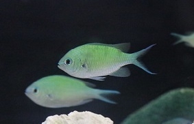 「デバスズメダイ」 ※画像はイメージです。