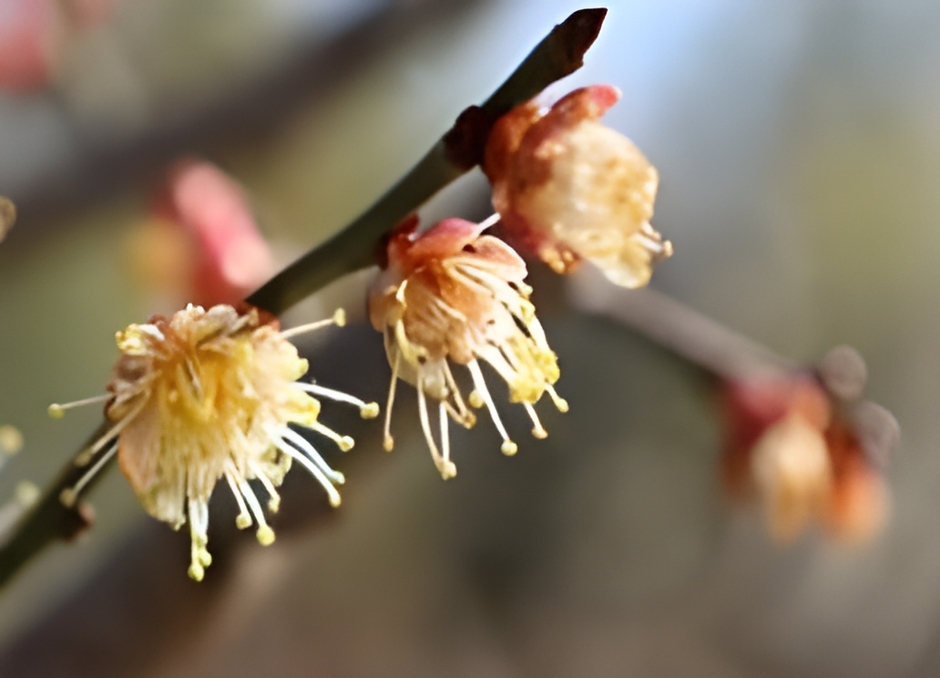 ウメ‘酈懸(てっけん)’（令和７年撮影）