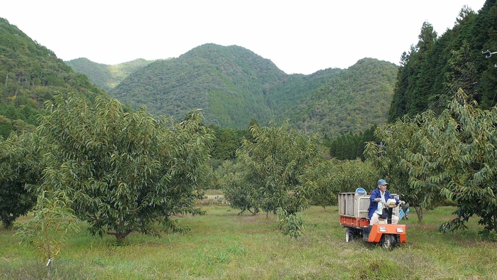 中島大祥堂栗園