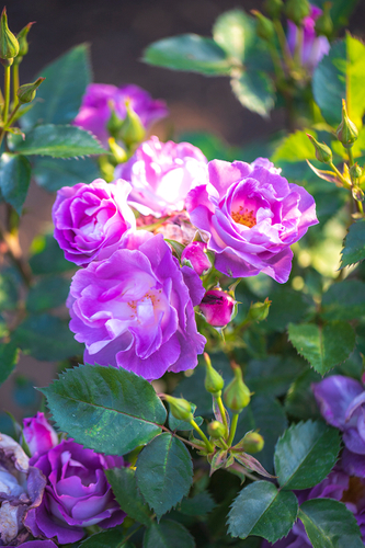 「ブルーフォーユー」  光を浴びて、バラたちの開花が進んでいます。