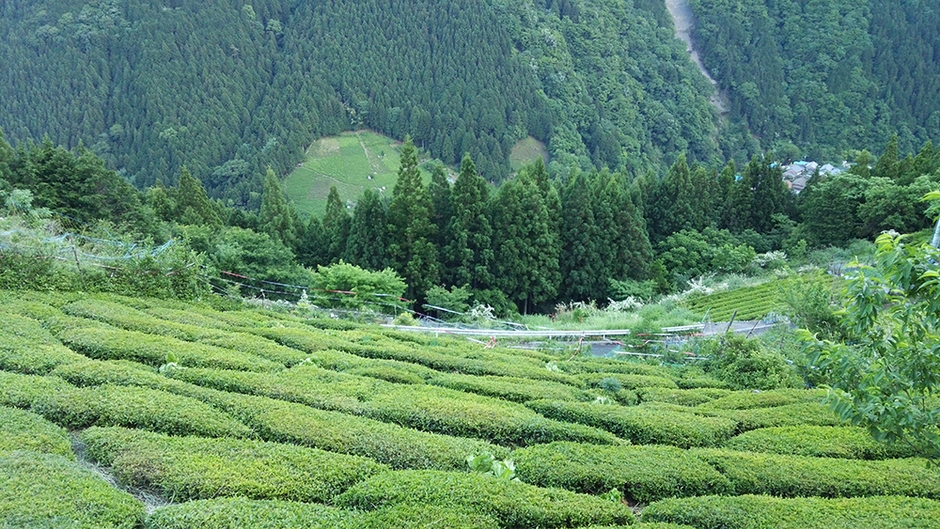 茶園の風景