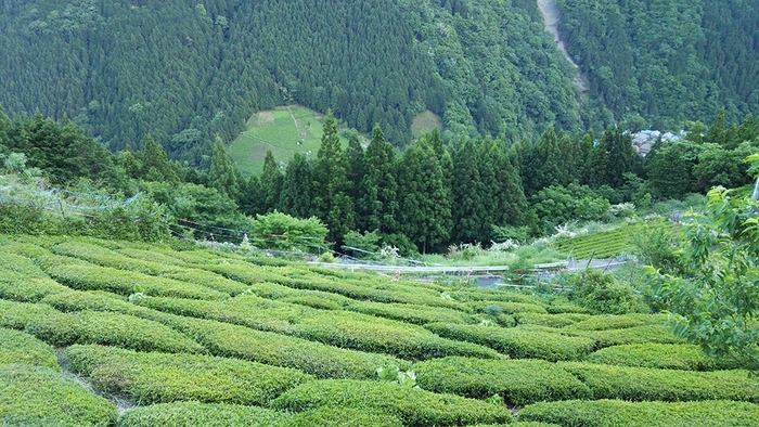 茶園の風景