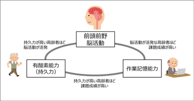 持久力の高い高齢者は作業記憶も優れる： 新たな脳内メカニズムを解明