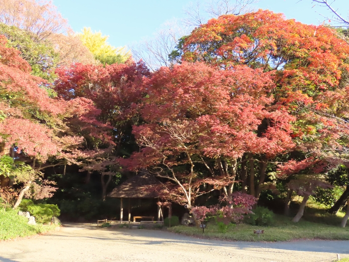 丸屋周辺（11月29日撮影）