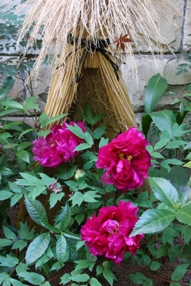 冬ボタン(過去の様子)