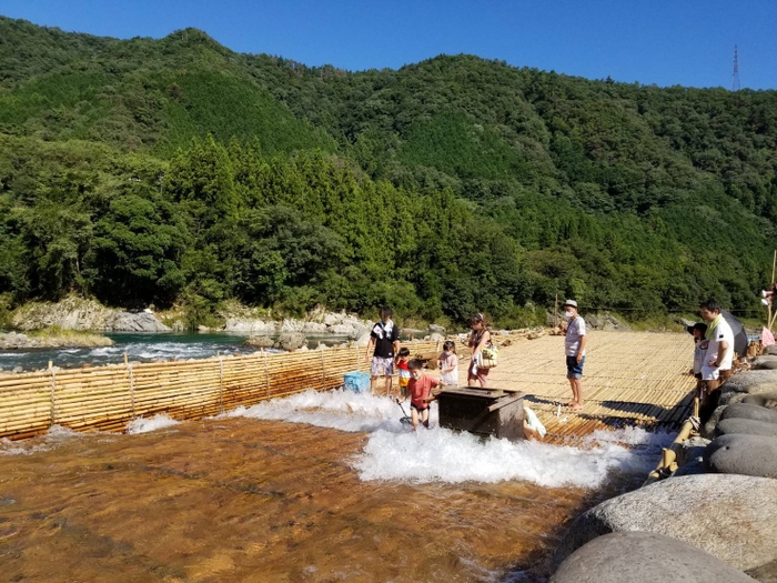 ヤナに落ちてきた天然鮎を獲る様子(ヤナ漁期間中)