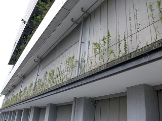 東京スカイツリータウン 緑化ワイヤー