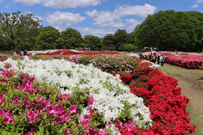 つつじ園の様子（令和６年撮影）