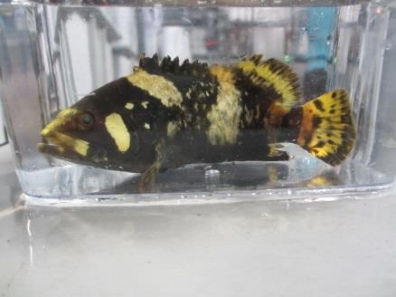 タマカイ稚魚(奄美実験場にて撮影)(全長約 15cm)