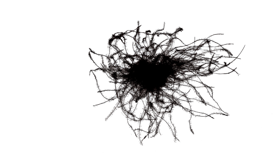 POLISH WHITE GOOSE DOWN