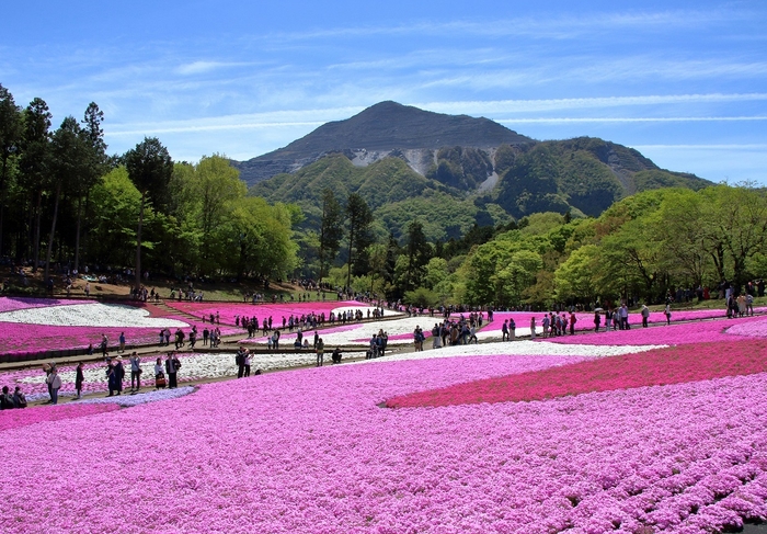 秩父羊山公園 芝桜の丘 イメージ