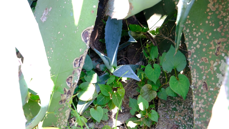 7月末撮影。この子株も10年後に花を咲かせるかもしれません。