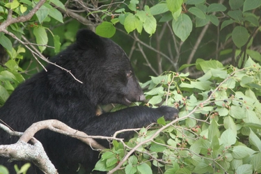 ピッキオ（長野県・軽井沢町） 天高くクマ肥ゆる秋！ クマの食べ物を探す自然観察ツアーを開催 期間：2018年9月15日〜11月4日