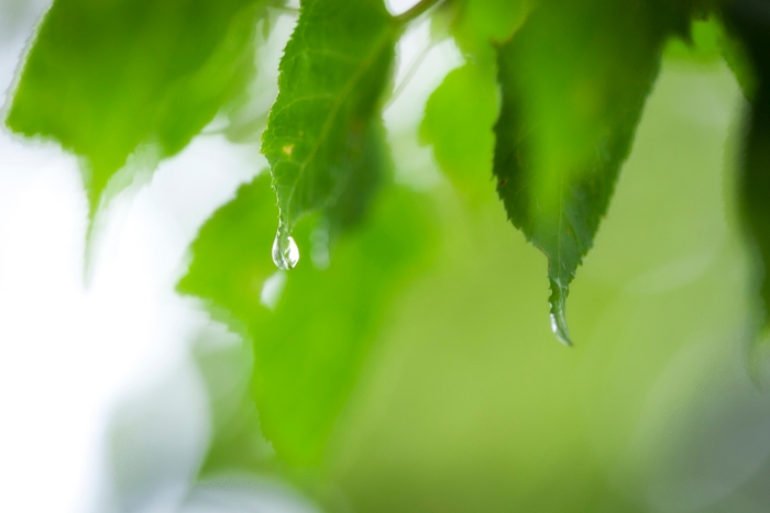 【リゾナーレ八ヶ岳】葉の雫