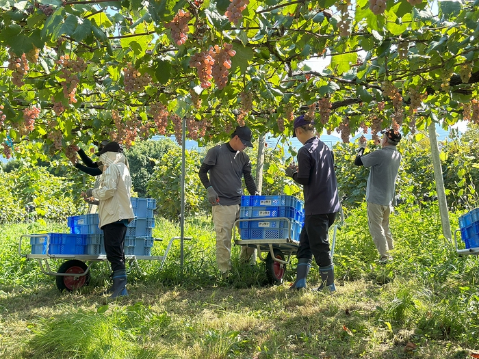 甲州収穫