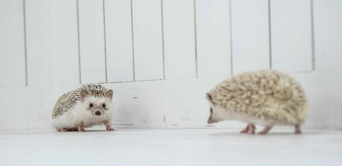 「ボクの針は痛くない」画像2