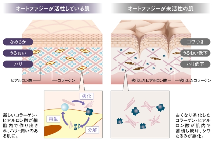 オートファジー肌図イメージ