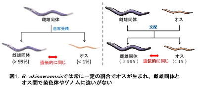線虫の性はランダムに決まる！？ 線虫の性決定には発生ノイズの影響が大きいことが判明