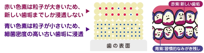 なぜ2色に染め分けができるの？