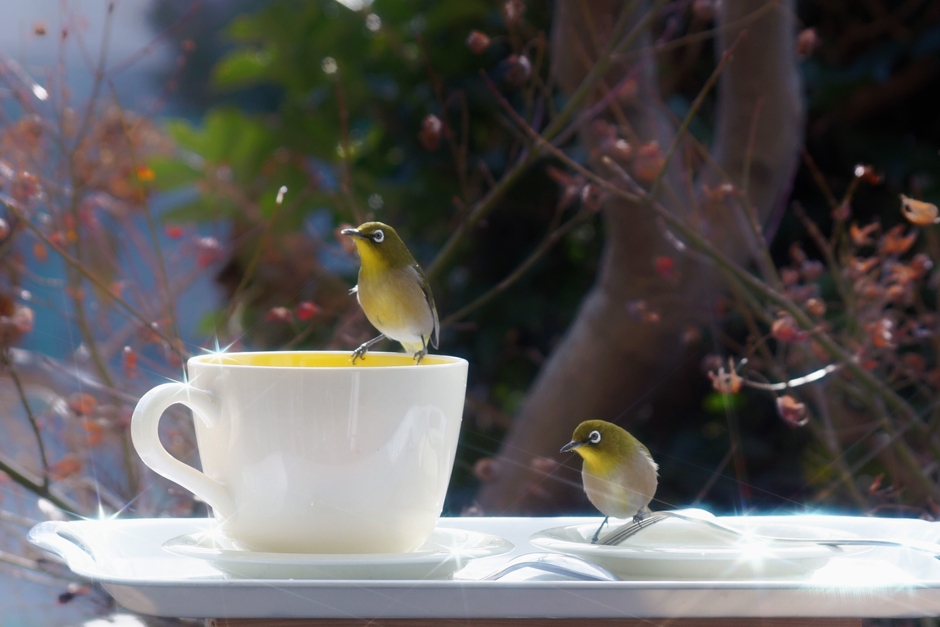 原田龍二賞 『メジロとコーヒータイム