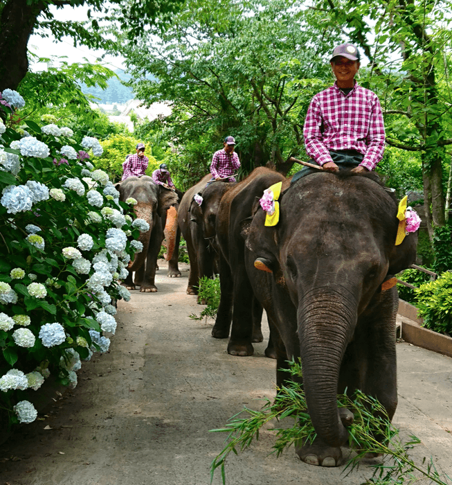 園内を群れで行進するゾウ