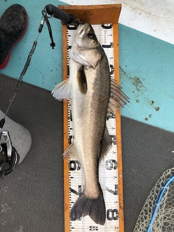 釣果の一部(4)