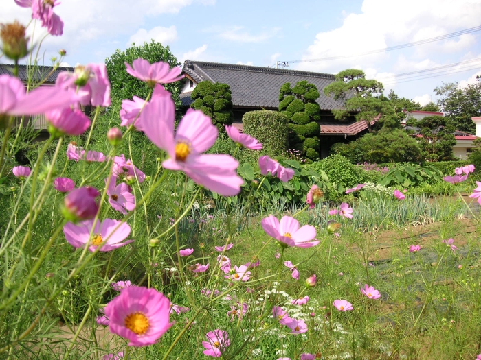 風に揺れるコスモス