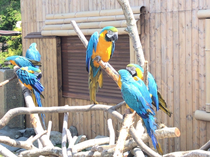 6羽のルリコンゴウインコたち