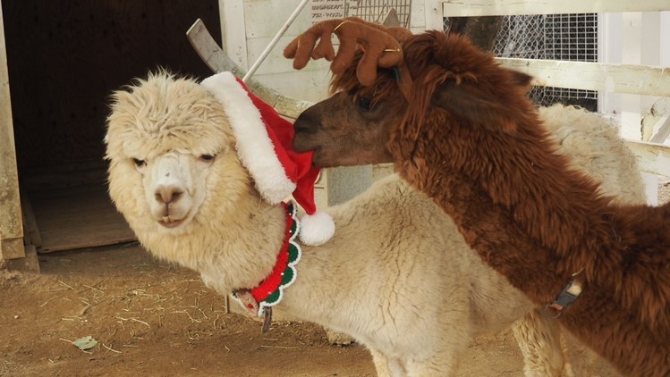 親子で楽しむ冬の動物園イベント!淡路島「のじまスコーラ」
『どうぶつえんまつり』 11月・12月に4日間開催