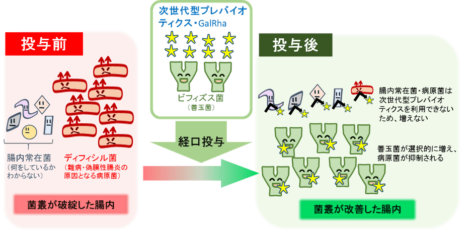 次世代型プレバイオティクスの疾病治療への応用(腸内のイメージ)