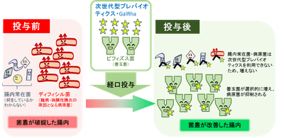 次世代型プレバイオティクスの疾病治療への応用(腸内のイメージ)