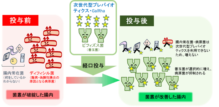 次世代型プレバイオティクスの疾病治療への応用（腸内のイメージ）