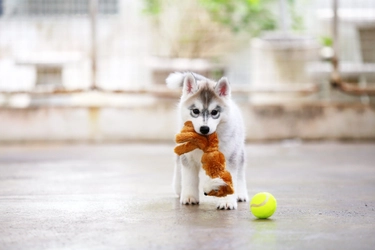 遊ぶついでに健康維持！犬のおすすめおもちゃ8選！