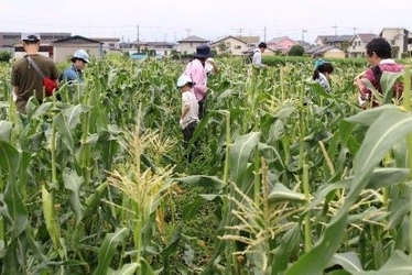 有機野菜の「ビオ・マルシェの宅配」、 埼玉県・瀬山農園で 「有機とうもろこし収穫体験イベント」を開催