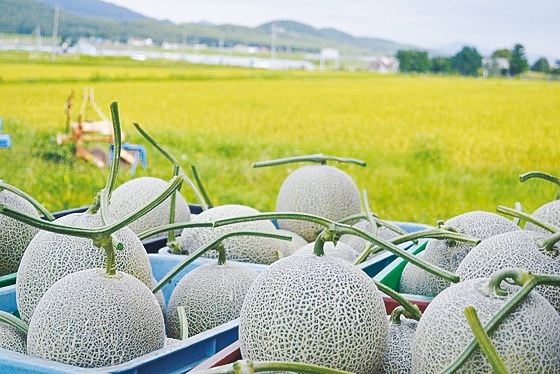 北海道のど真ん中、富良野からお届けします　富良野産赤肉メロン