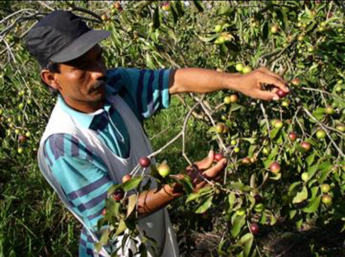 一つ一つ丁寧に摘み取ります