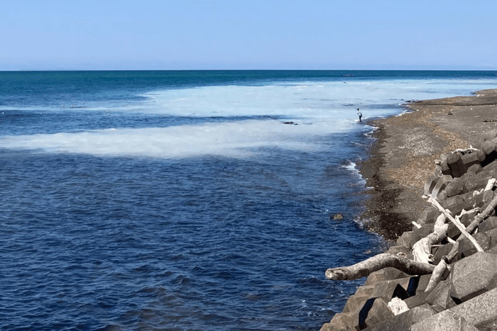 北海道の春を告げる【群来(くき)】の再来