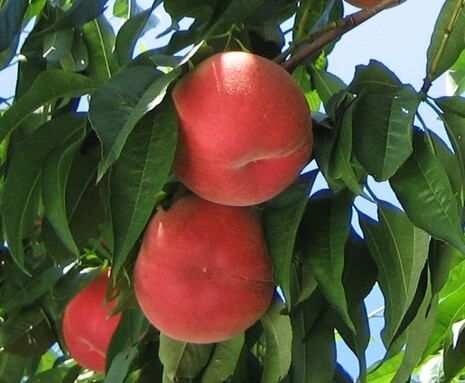 「あかつき」 生育が良好だった今年は、例年以上に甘い桃が収穫されている