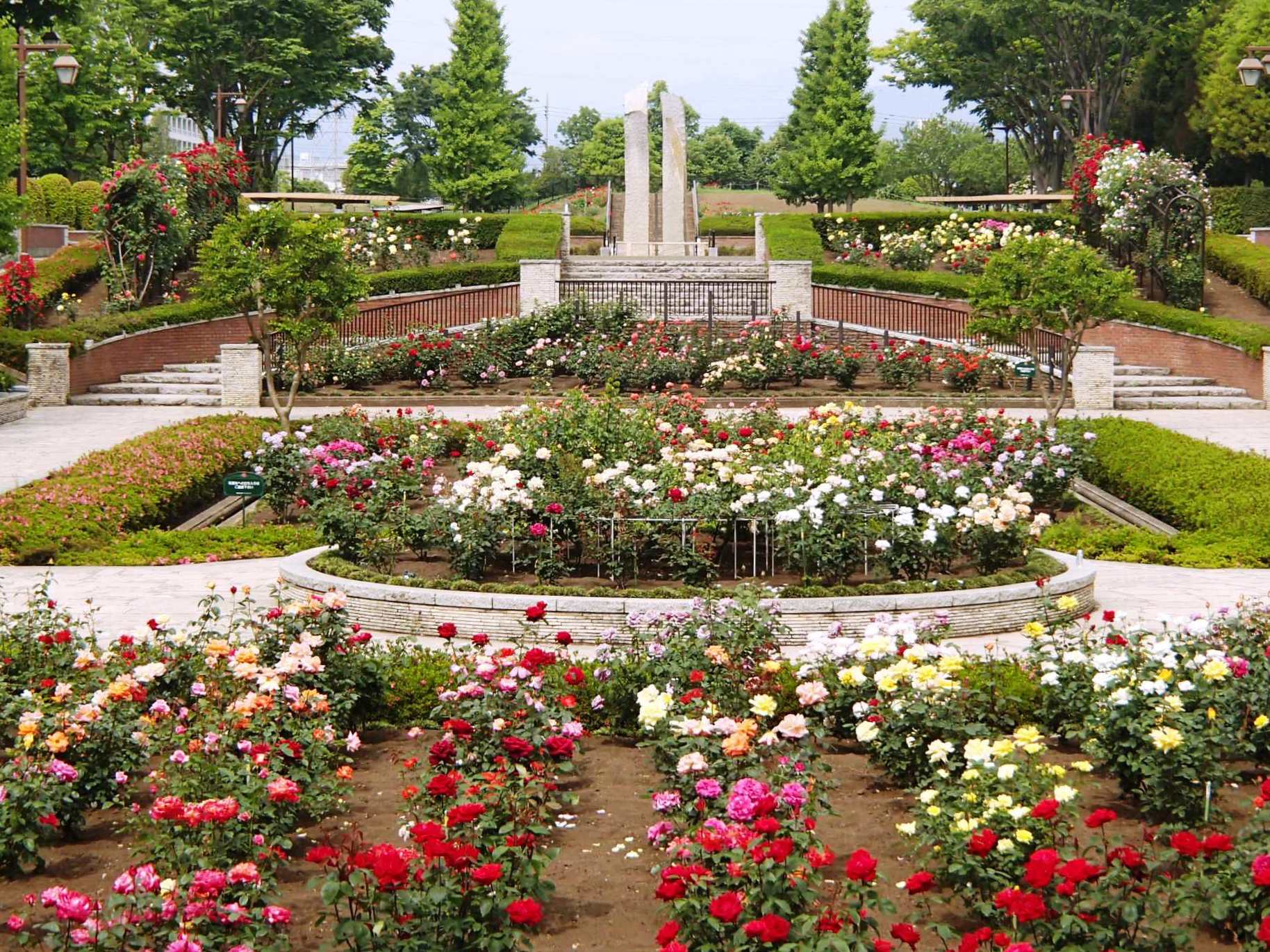 秋留台公園 「ローズフェスタウィーク 2025 春」5月12日（月）～18日（日）開催！